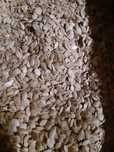Nasiona Pestki Dyni ozdobnej Autumn Wings korona cierniowa large fungo