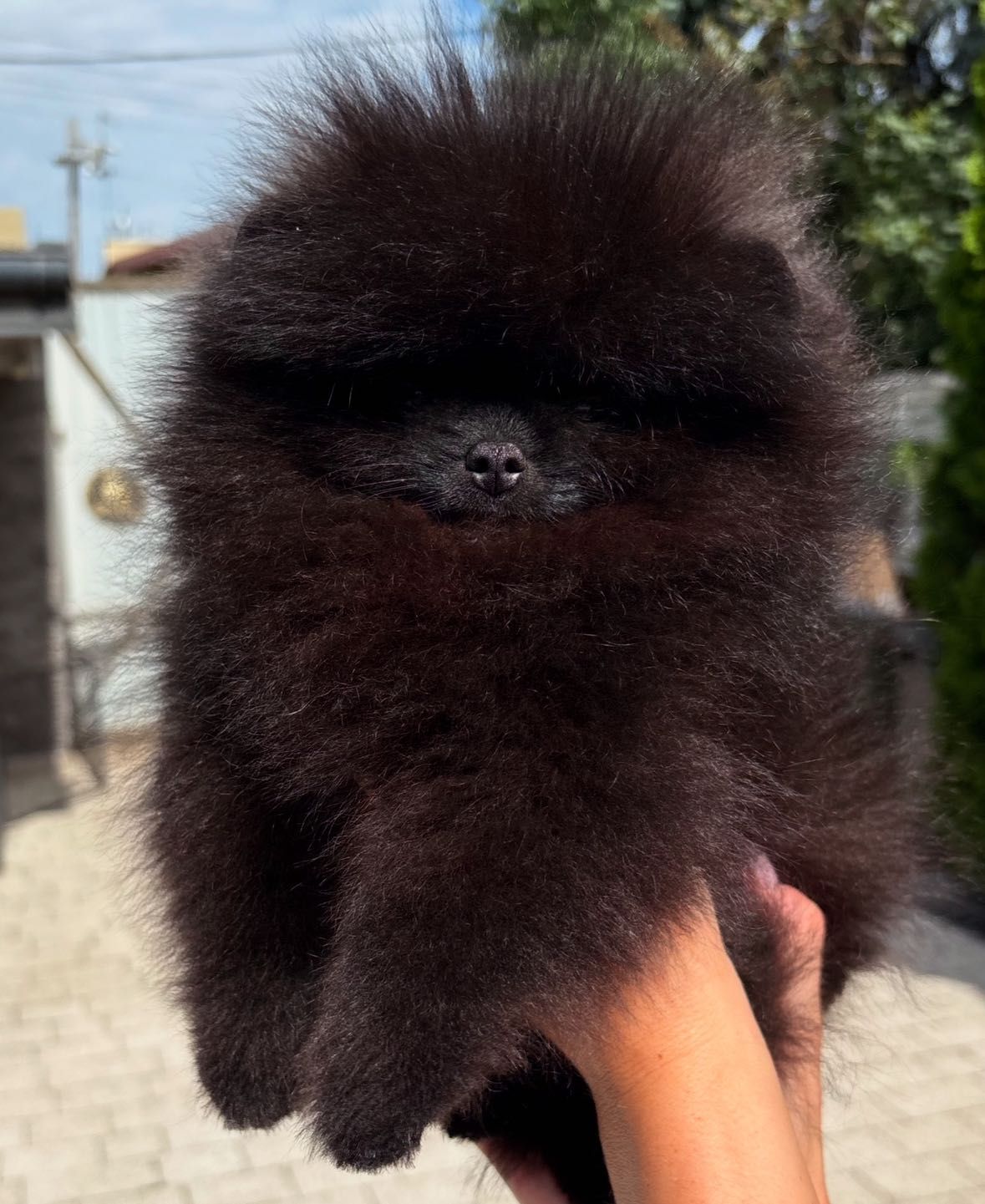 Piękny samiec Dolar Pomeranian FCI zkwp