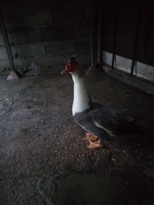 Patos mudos jovens para criar