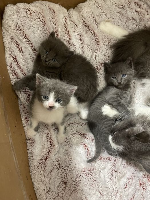 Кошенята котик кішечка кішка пухнаста кіт