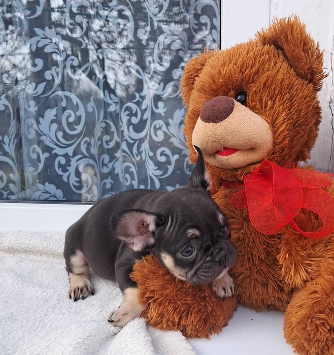 Шоколадна дівчинка.