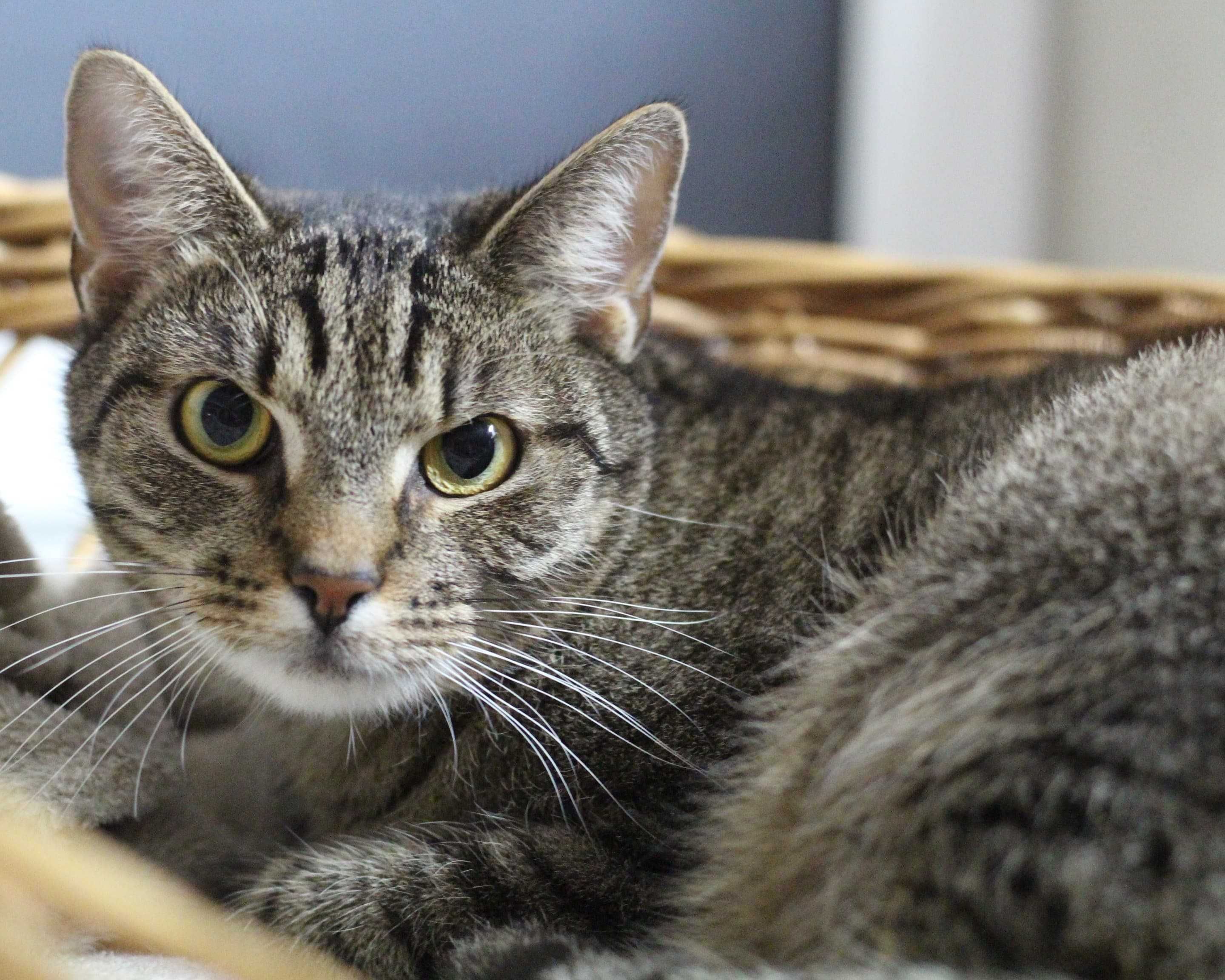 Pierwszy z braci Mroczek poleca się do adopcji