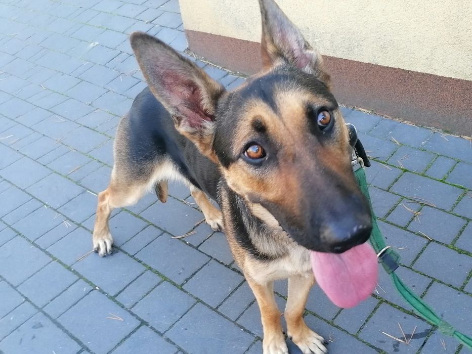 KARMEN roczna suczka w typie owczarka niemieckiego szuka domu