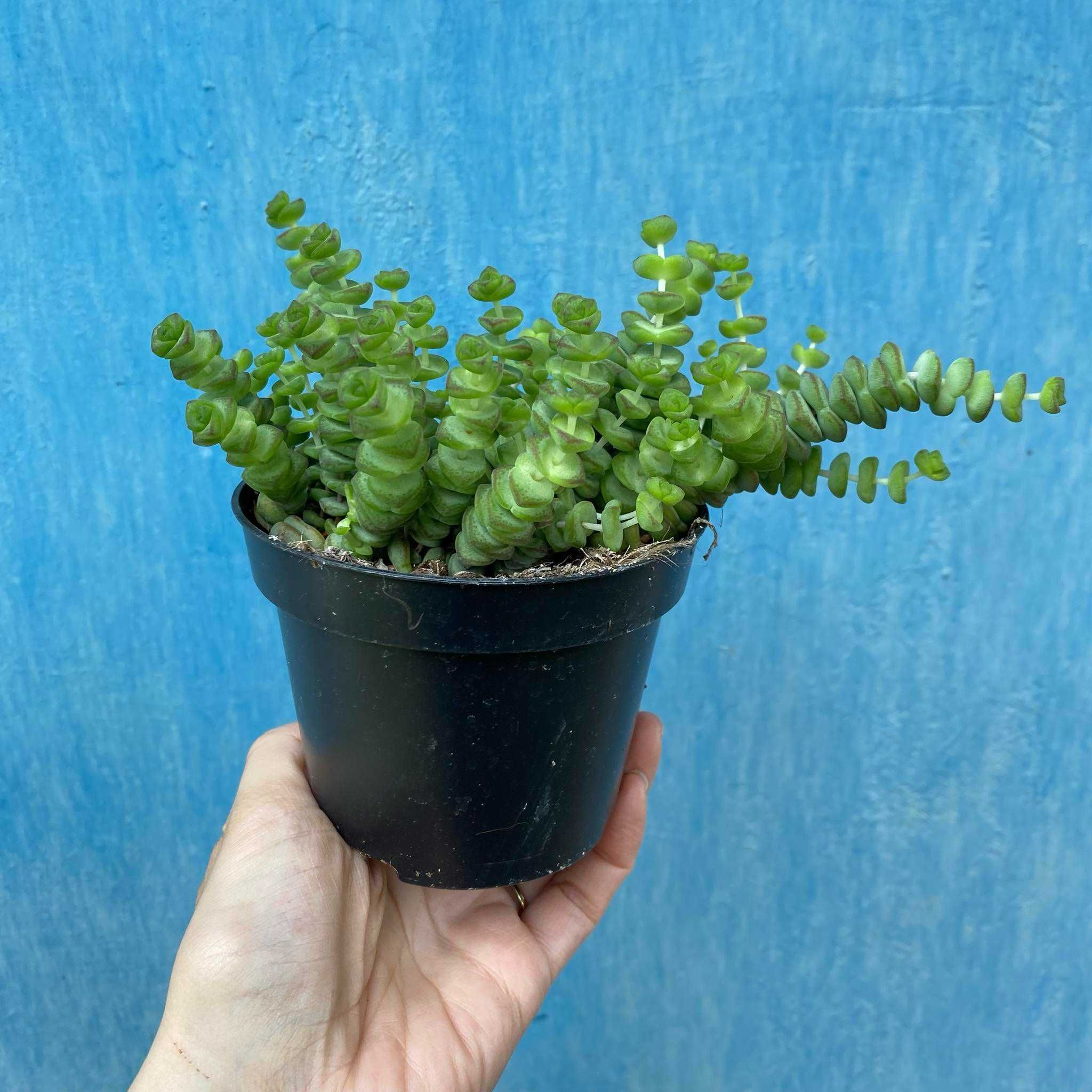 Crassula marnierana Hottentot