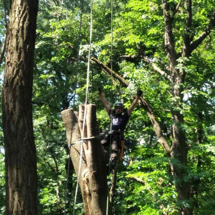 Зрізаємо дерева будь-якої складності(арбористика)!