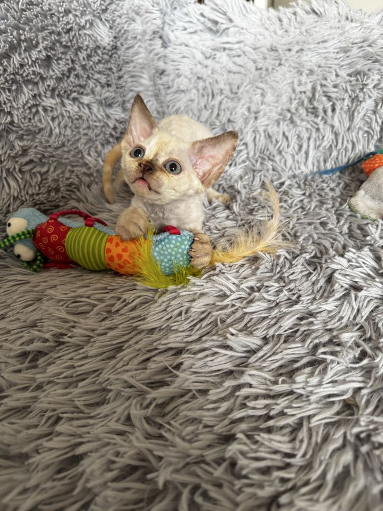 Piękna koteczka Devon Rex