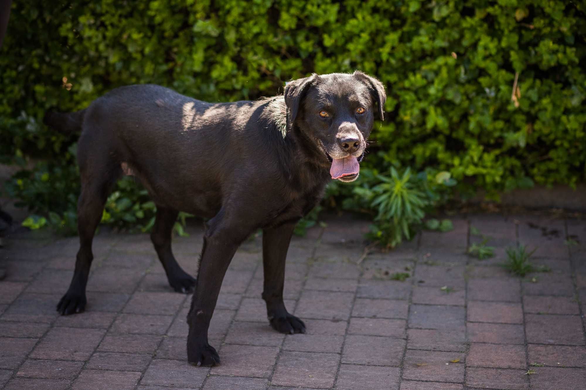 Podaruj dom przyjaznemu Dinko w typie labradora