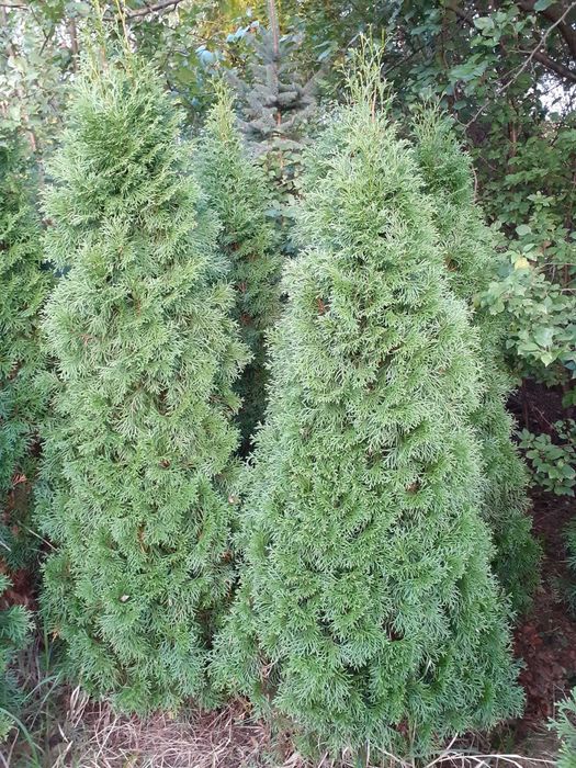 Tuje szmaragd różne wielkości do 250 cm- możliwość dowozu i posadzenia