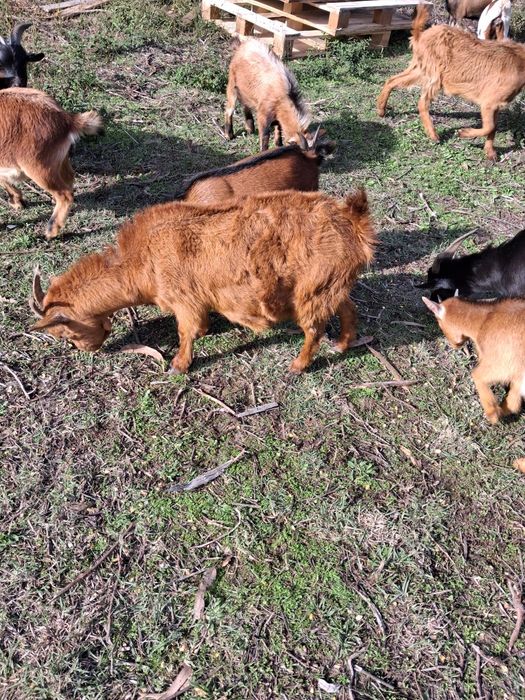 Cabras anãs e raça grande