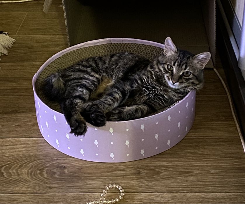 Котенок в заботливые руки