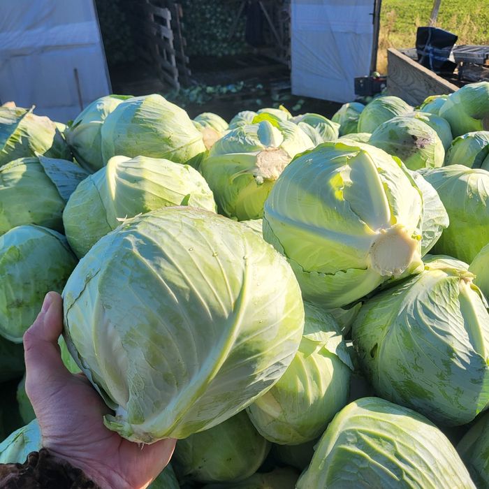 капуста Агресор оптом