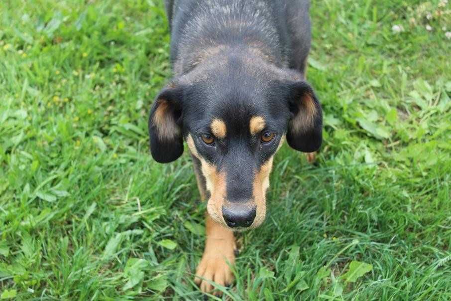 098707 Taner do  adopcji.