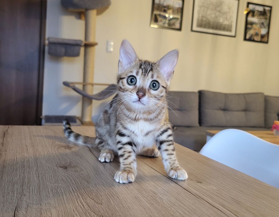 Kotka bengalska UMBRELLA spod Znaku Lwa*PL