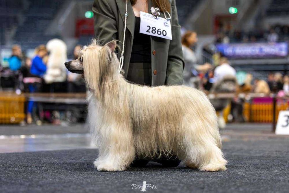 Suczka chiński grzywacz ZKwP FCI Akizabo