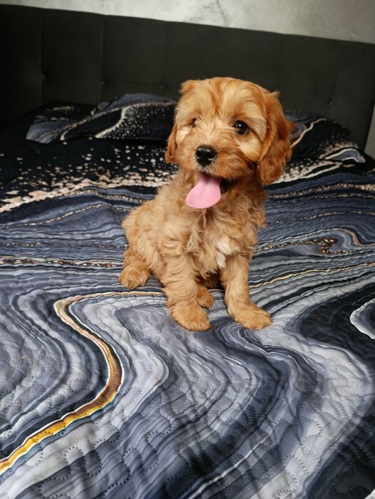 Cavapoo Piesek Cavalier+Pudel