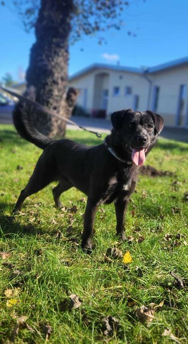 Cudowna Dora czeka na wspólną zabawę z nowym opiekunem