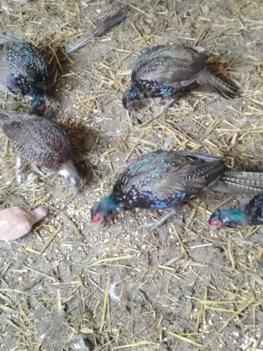 Bażanty łowne, mongolskie