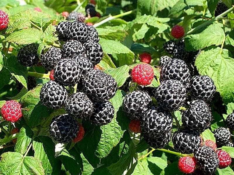 Sadzonki 2 letnie 70cm CAC! malina żółta, malina czarna Bristol