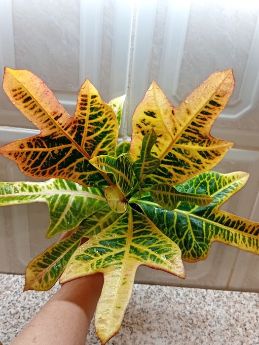 Кротон, Філодендрон, Шефлера, Кактус, Есхинантус, Аспидистра, Сингони.