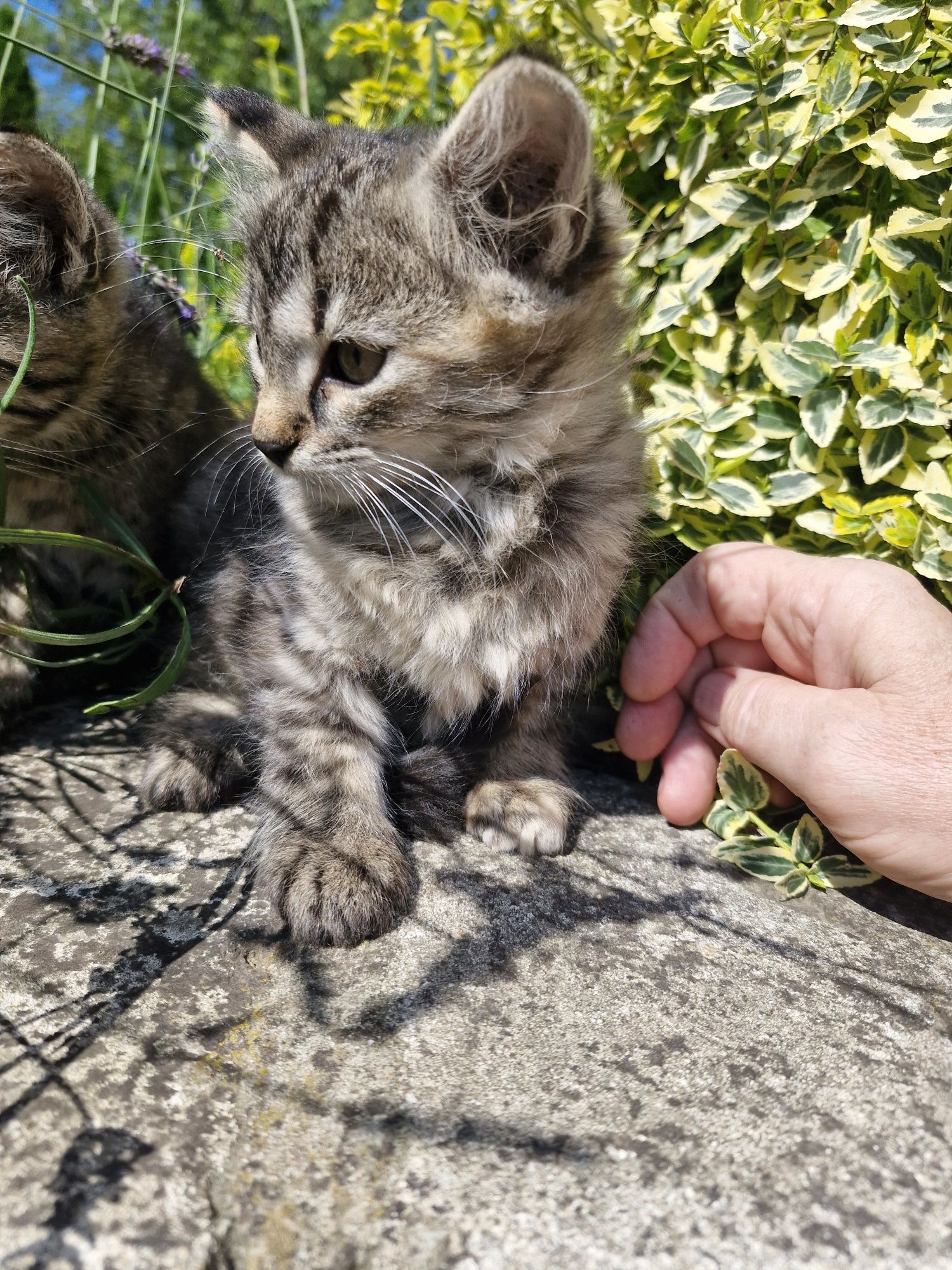 Віддам кошеня (дівчинку) в добрі руки