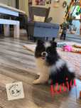 Szpic miniaturowy - pomeranian - Kaja ślicznotka