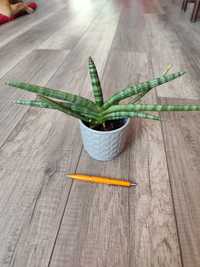 Sansevieria boncel, hahni, parva