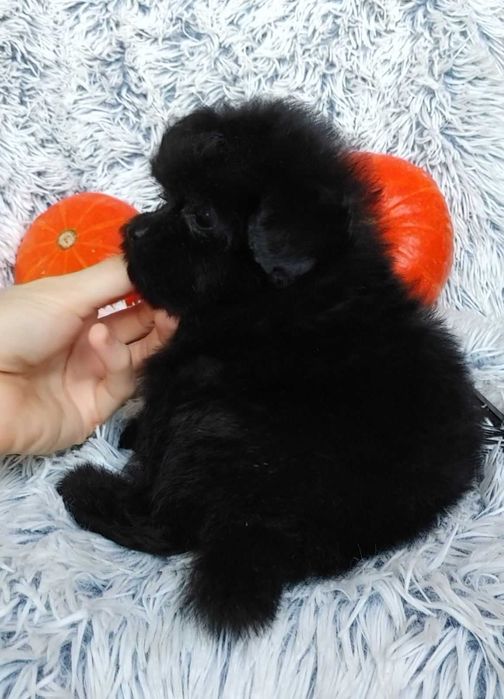 Містер Super пухнастик. Пом-а-пу преміального екстер'єру, добросердий