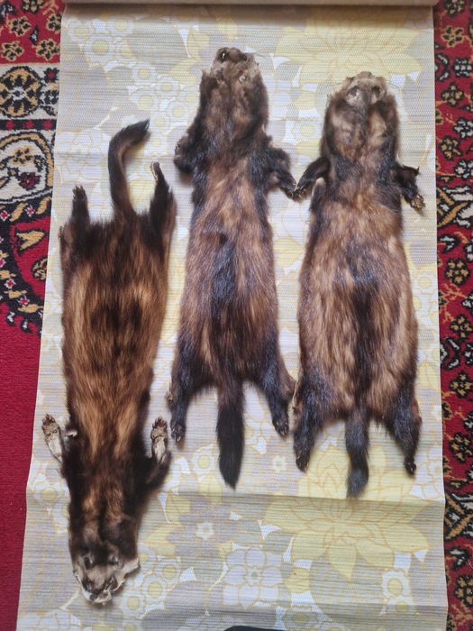 Skóry wyprawione nutria, tchórzofretka, lis, owca