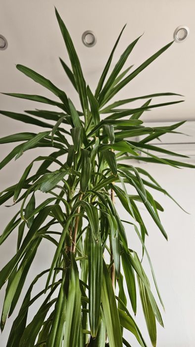 Kwiat Juka ok 2.5 metra