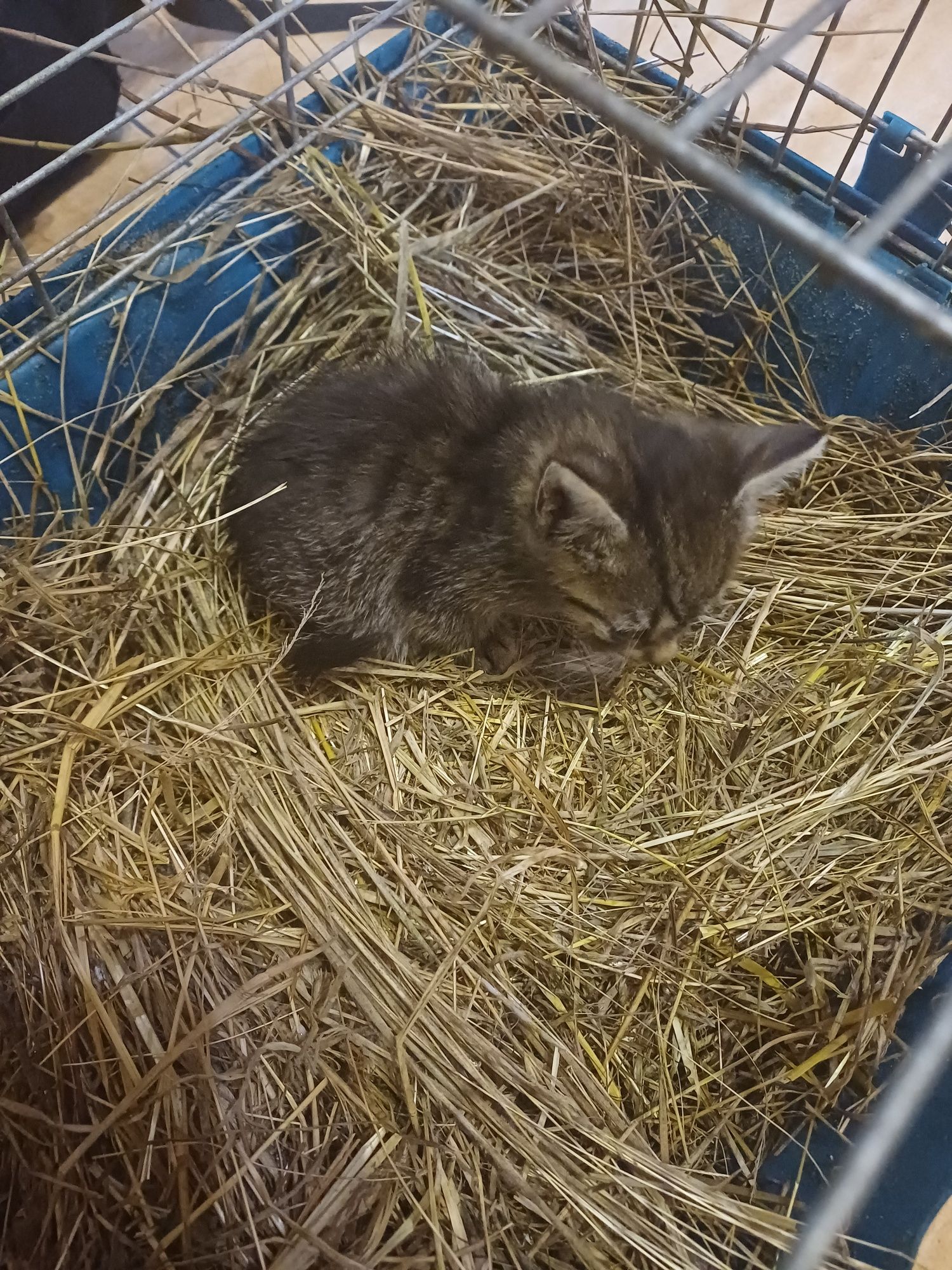 Oddam kotkę w dobre ręce