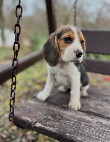 Cudowna Beagle sunia z rodowodem wielopokoleniowym