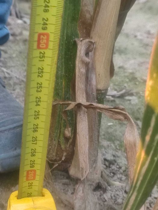 Kukurydza na  pniu na kiszonkę