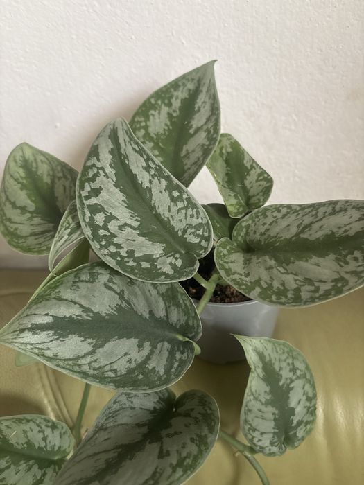 Epipremnum Scindapsus pictus Trebie