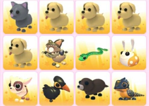 Пети адопт ми в гарному стані