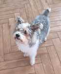 Laki cudowny mix teriera z pudlem