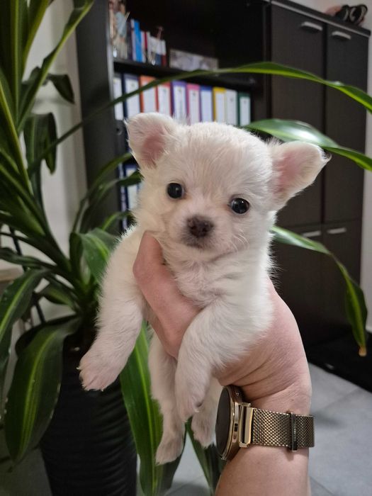 chihuahua długowłosa-biały piesek