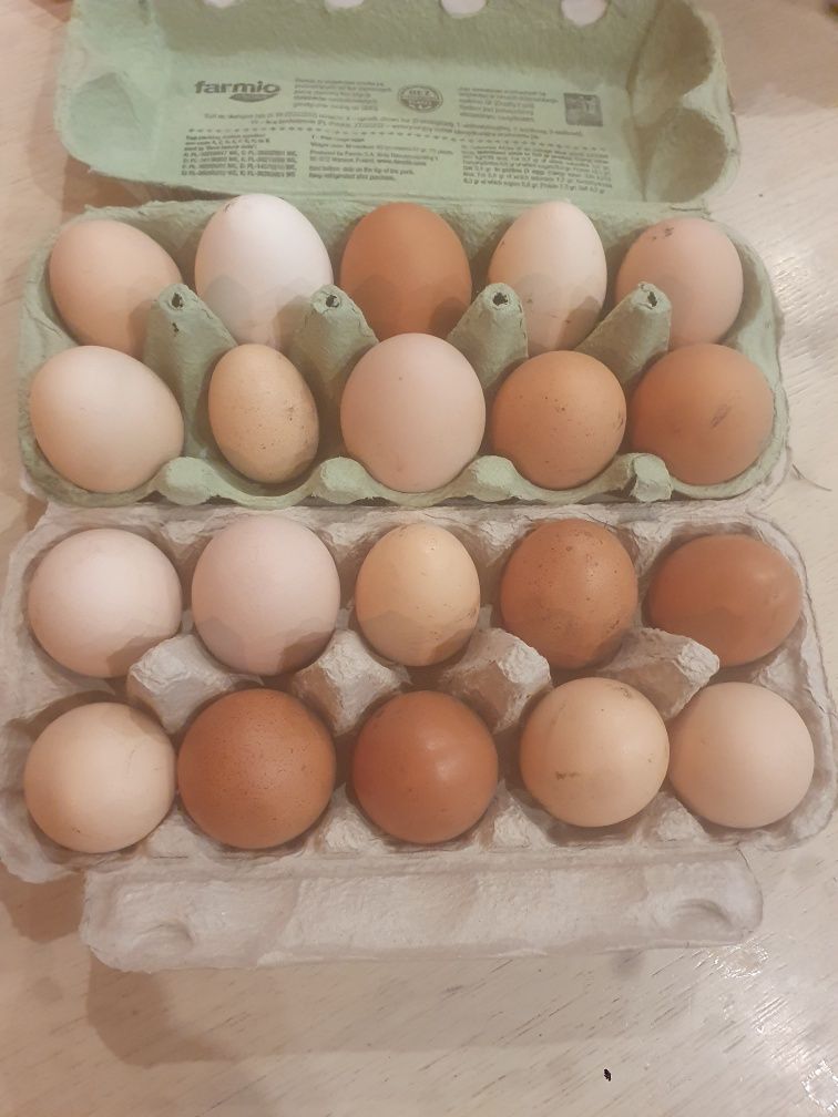Jaja jajka jaja wiejskie jaja ekologiczne naturalne jajka ściółkowe