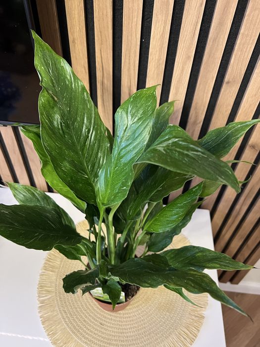 Спатифілум Даймонд