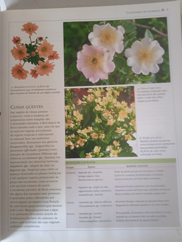 Plantas para Pátios