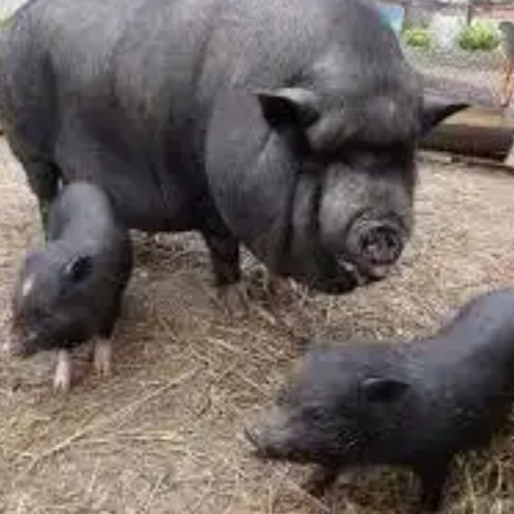 Вьетнамские поросята. Всегда в наличии.