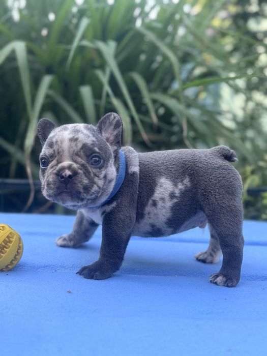 Стандарт та міні цуценята для Вас!Доставка по Україні та за кордон