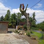 Wycinka drzew alpinistycznie(na linach)/ pielęgnacja drzew / przycinka
