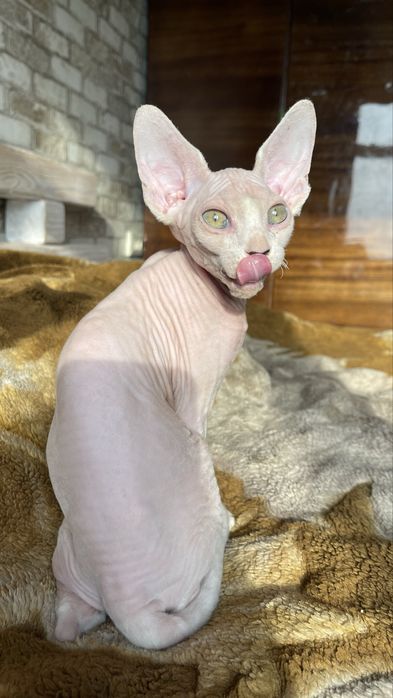 Сфінкс, хлопчик 4 міс., красень