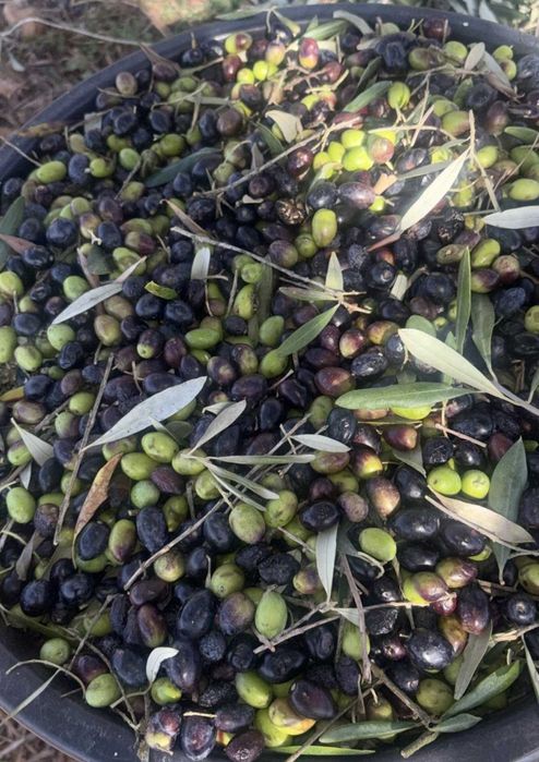 Azeite 100% virgem feito a frio