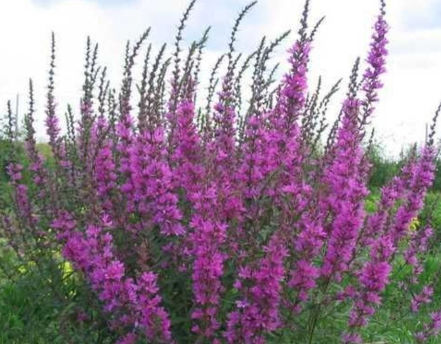 Насіння лікарських квітів