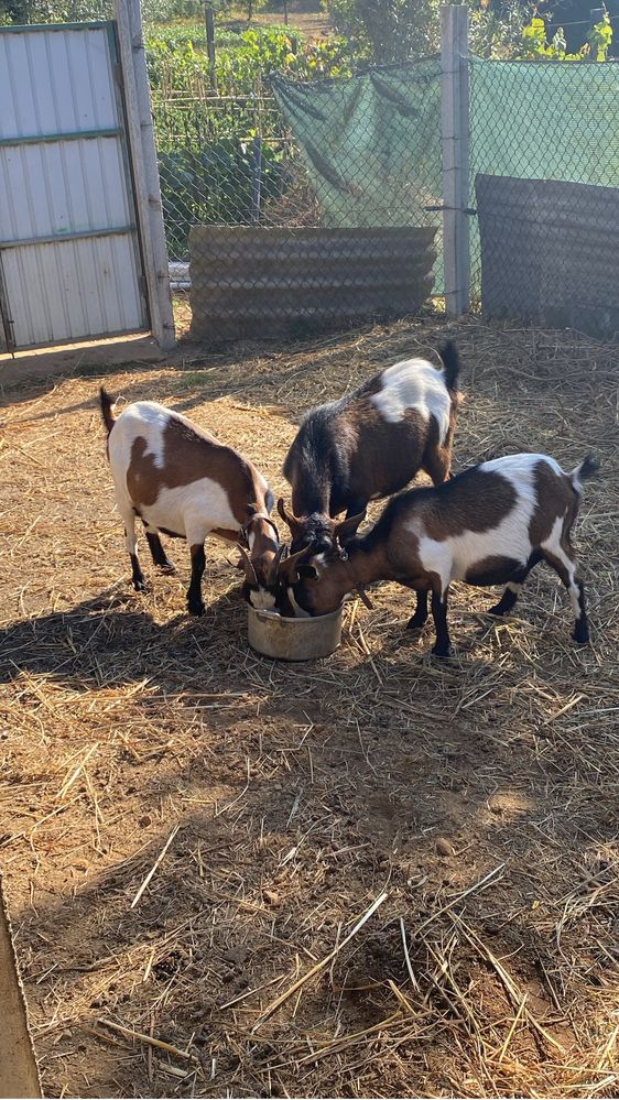 Lote de cabras anas
