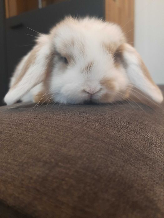 Króliki baranek miniaturka karzełek mini lop