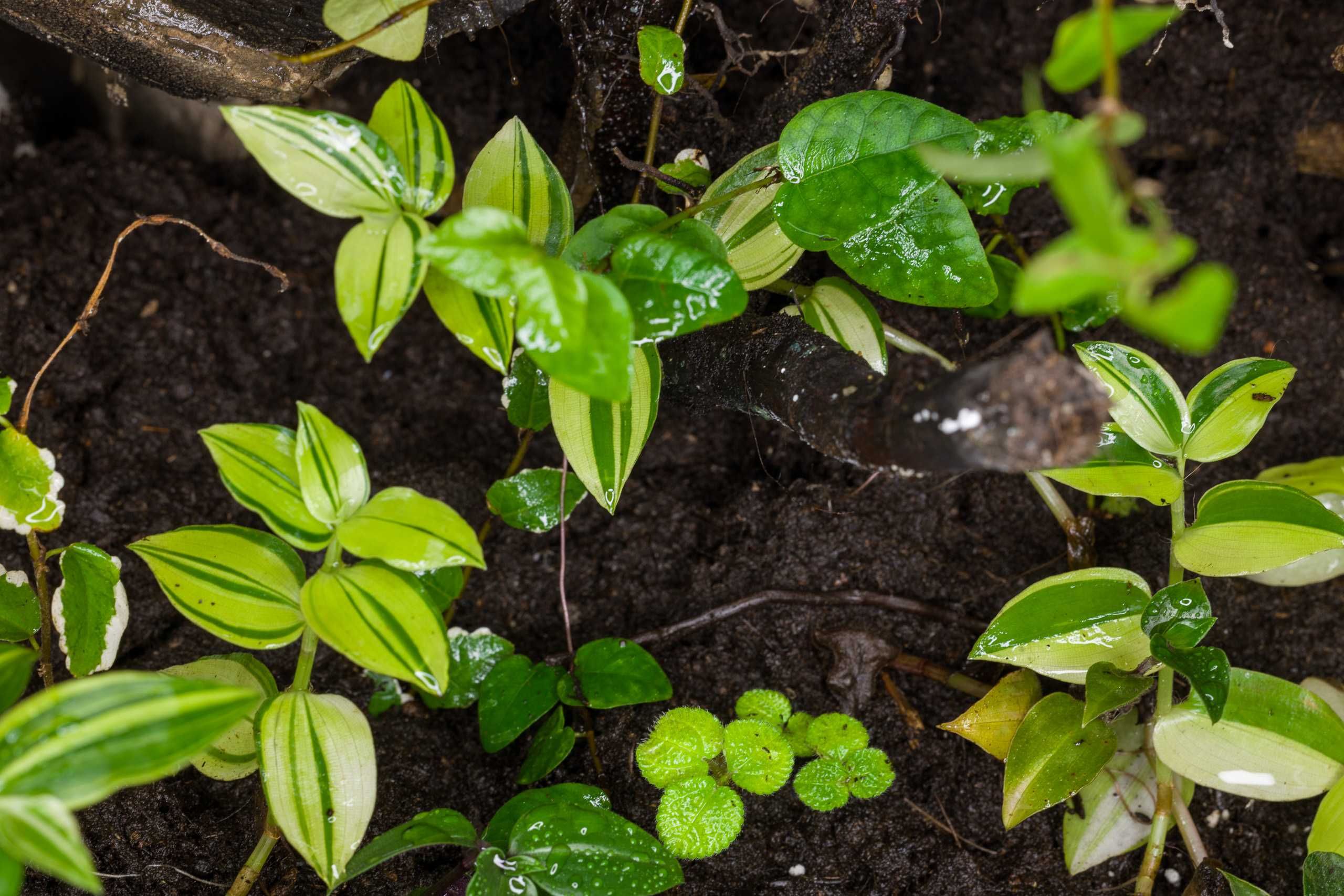 Terrarium tropikalne aktywne biologiczne