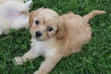 Maltipoo śliczna suczka - certyfikat, wyprawka