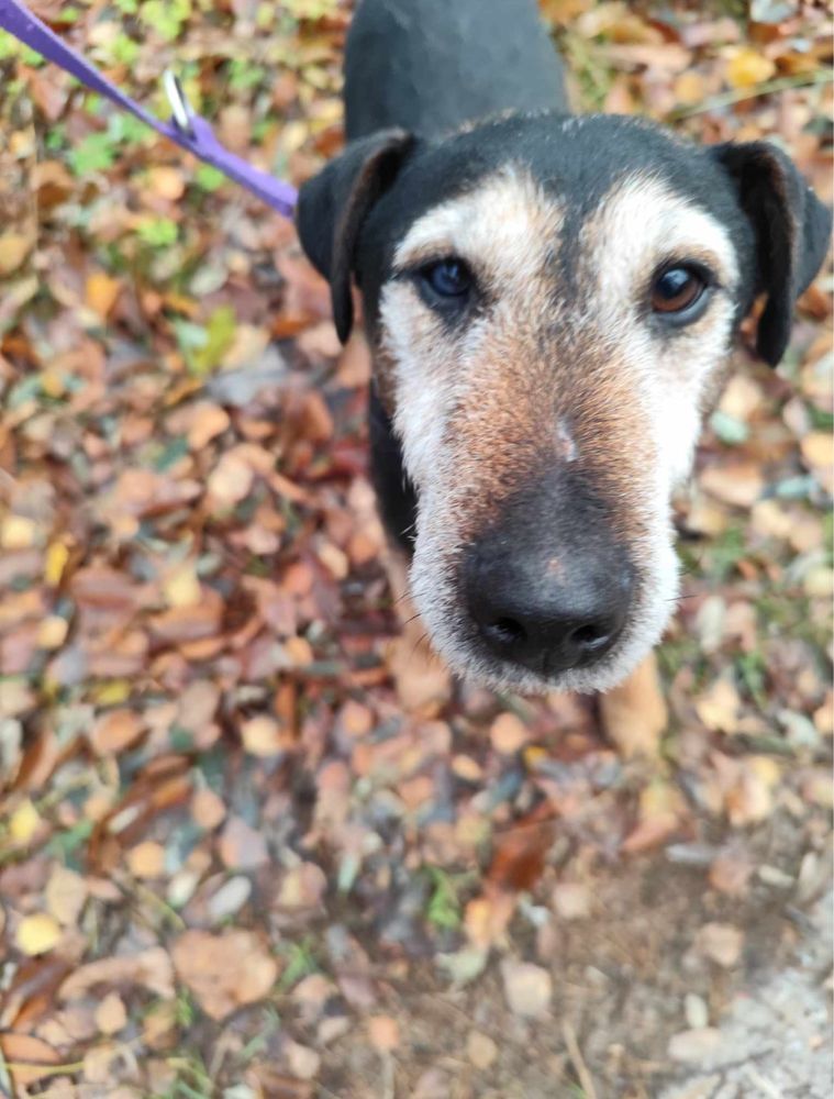 Wyjątkowy Arczi do adopcji! Za darmo
